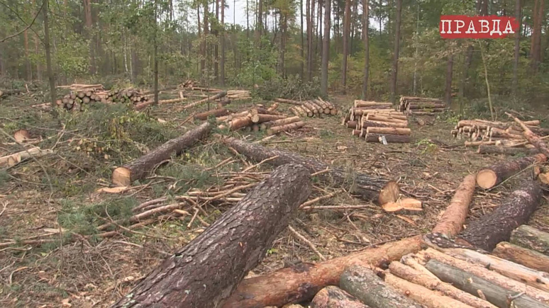На Житомирщині незаконно вирубили 400 га лісу