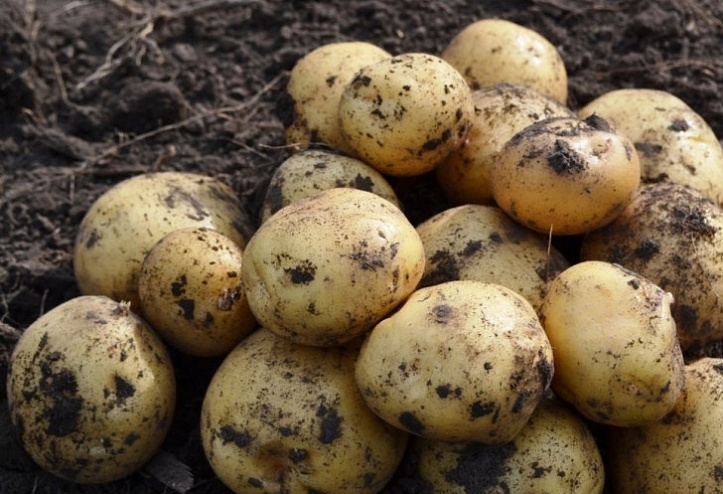 Експорт української картоплі збільшився у два рази